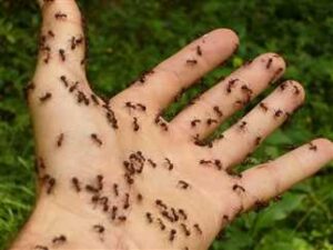 هل تعاني من النمل
