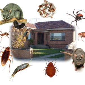 رقم شركة مكافحة حشرات