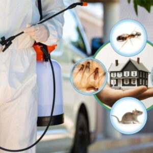 شركه رش حشرات الكويت