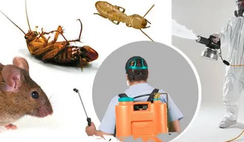 شركة مكافحة القوارض بالكويت